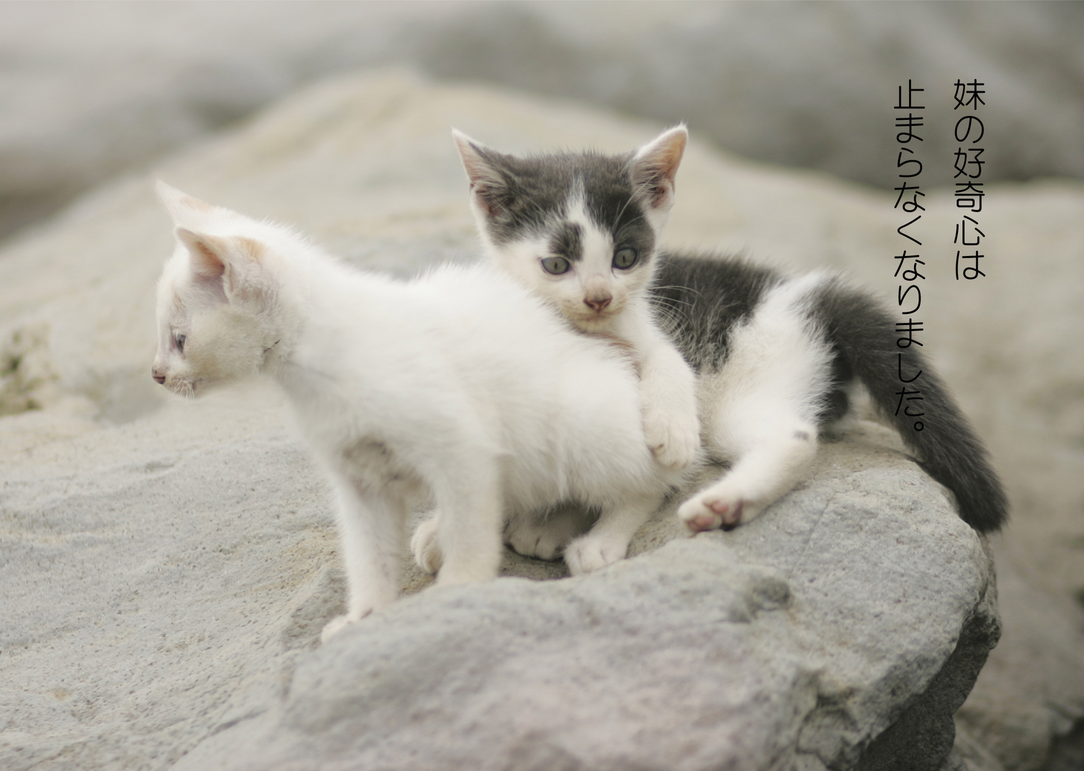 �̿����ܡ�cats in the rock�١��ͤϤ����������Ƥ��ޤ���