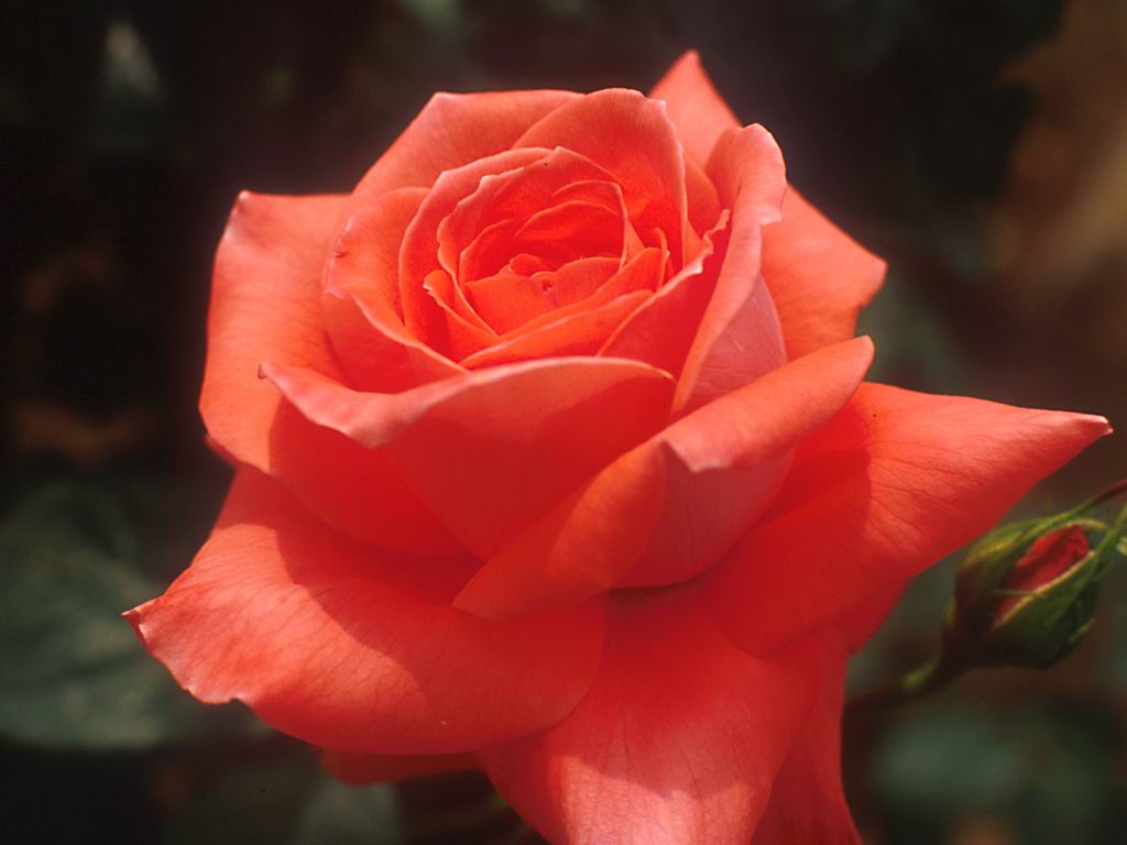 OL¤¬ÅÁ¼ø¡ª¼ýÆþ¤¬¤°¤ó¤ÈÁý¤¨¤ë°ÂÁ´¤«¤Ä³Î¼Â¤ÊÊýË¡¡ª