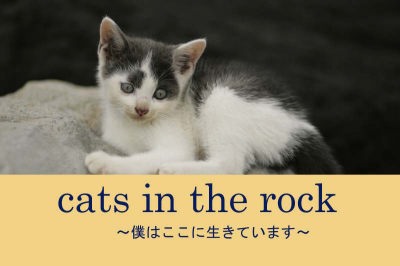 写真絵本『cats in the rock』～僕はここに生きています～