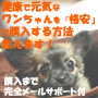 健康で元気なワンちゃんを『格安』で購入する方法 教えます!!【購入まで完全メールサポート版】