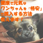 健康で元気なワンちゃんを『格安』で購入する方法 教えます!!【通常版】