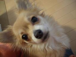 自慢の愛犬に育てる方法