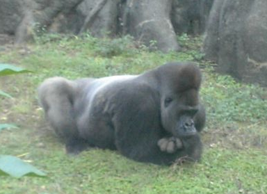 壁をブチ破る最強のmixiブランディング戦略