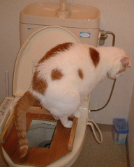 猫の水洗トイレトレーニング