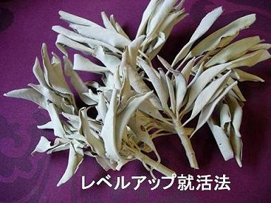 レベルアップ就活法