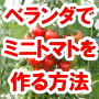 ベランダでミニトマトを作る！初心者のための家庭菜園教材『ベランダ・ミニトマト栽培・マスター講座』