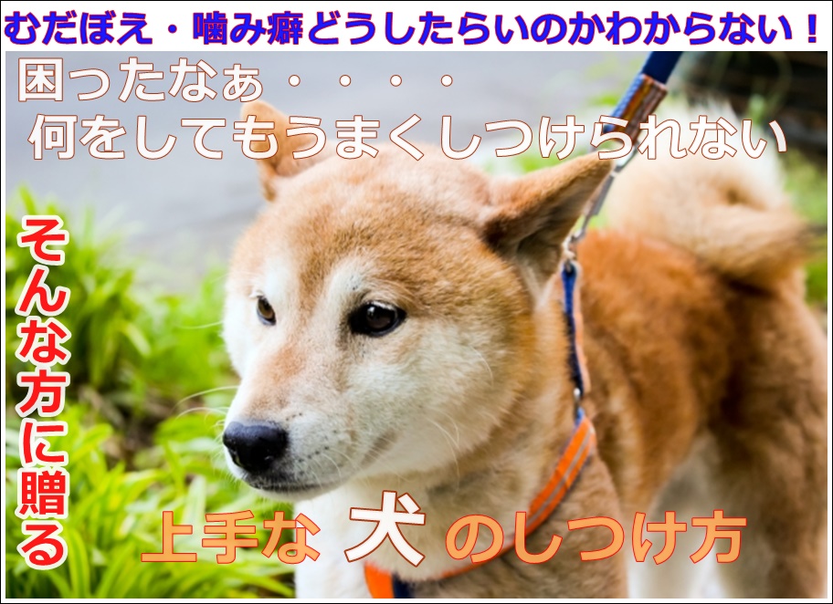 上手な犬のしつけ方