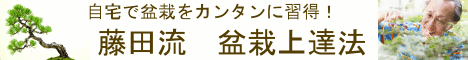 自宅で盆栽を簡単に習得！　藤田流盆栽上達法   Click!